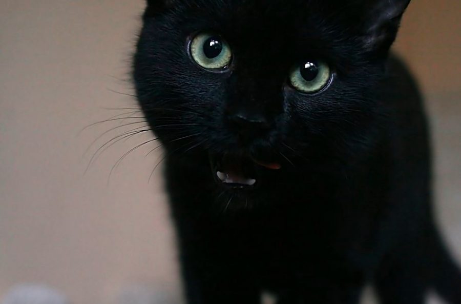 gato negro raza Bombai