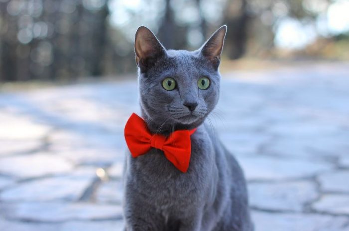 Gato de raza rusa azul