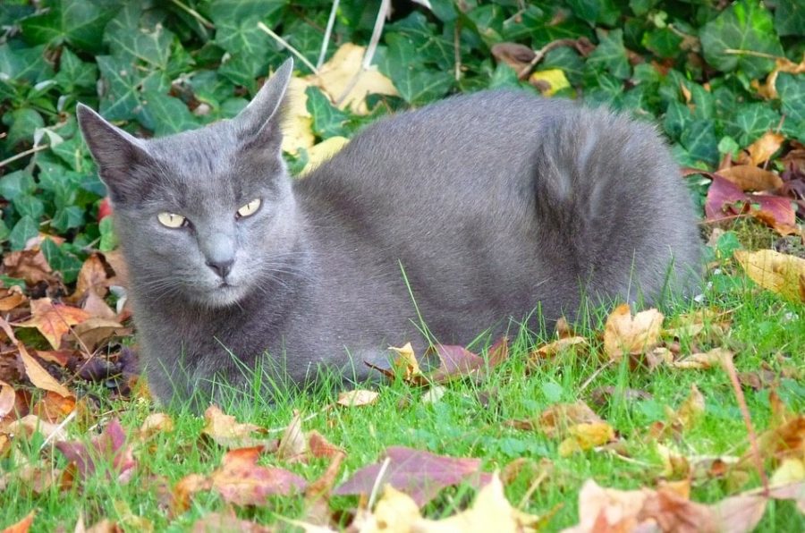 Gato de raza Korat color gris