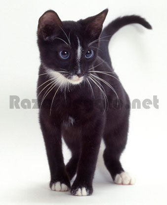 Gatito negro de ojos azules