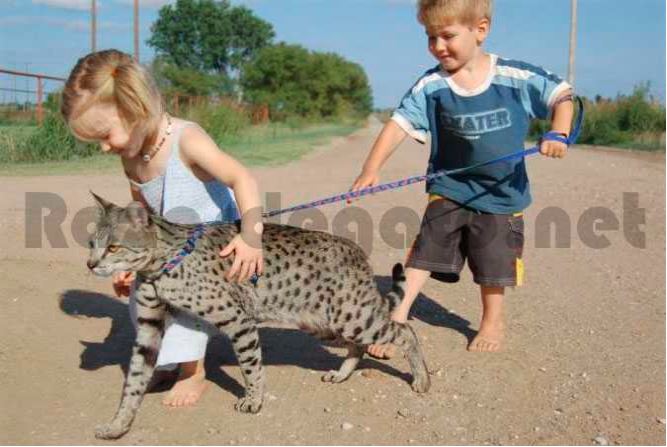 Gato Savannah con niños