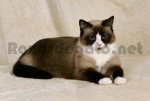 gato de raza snowshoe de color marrón
