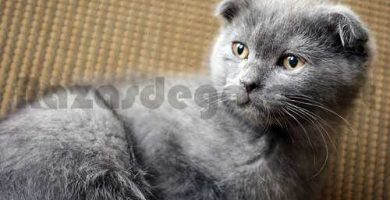 Gato Scottish Fold gris