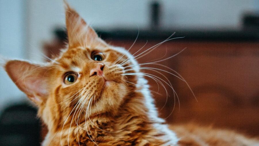 Por qué a los gatos les gustan los sitios altos Razas de Gato