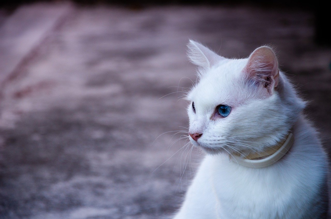Gato con collar antipulgas